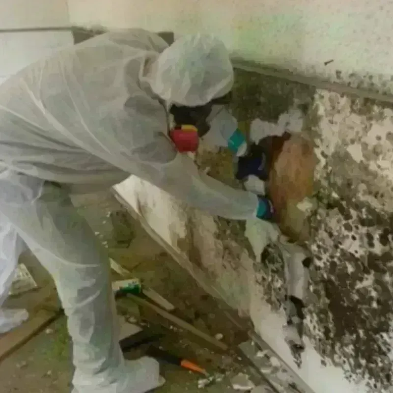 Mold Remediation and Removal in Clinton, MD